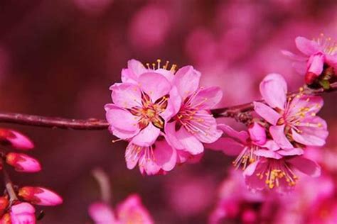 桃花旺|八字命理中十九种桃花